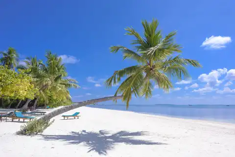 beach-coconut-trees